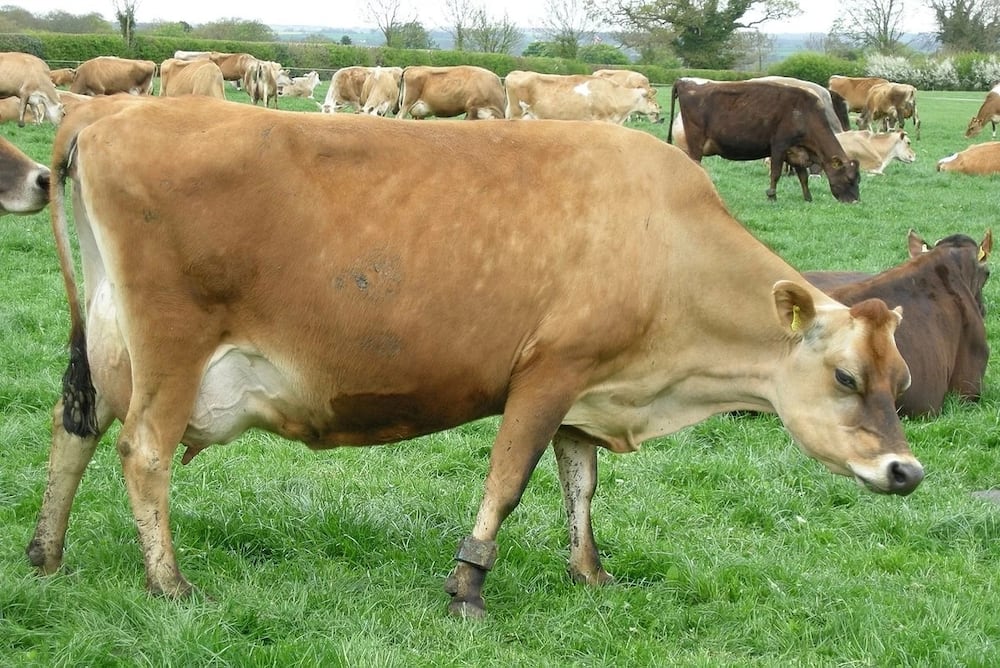 Jersey cow milk production in Kenya