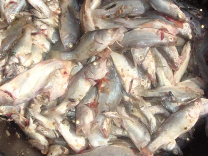 Government lifts ban on Chinese fish imports
