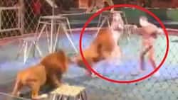 Circus trainer is ATTACKED by a lion right in front of shocked audience (photos, video)