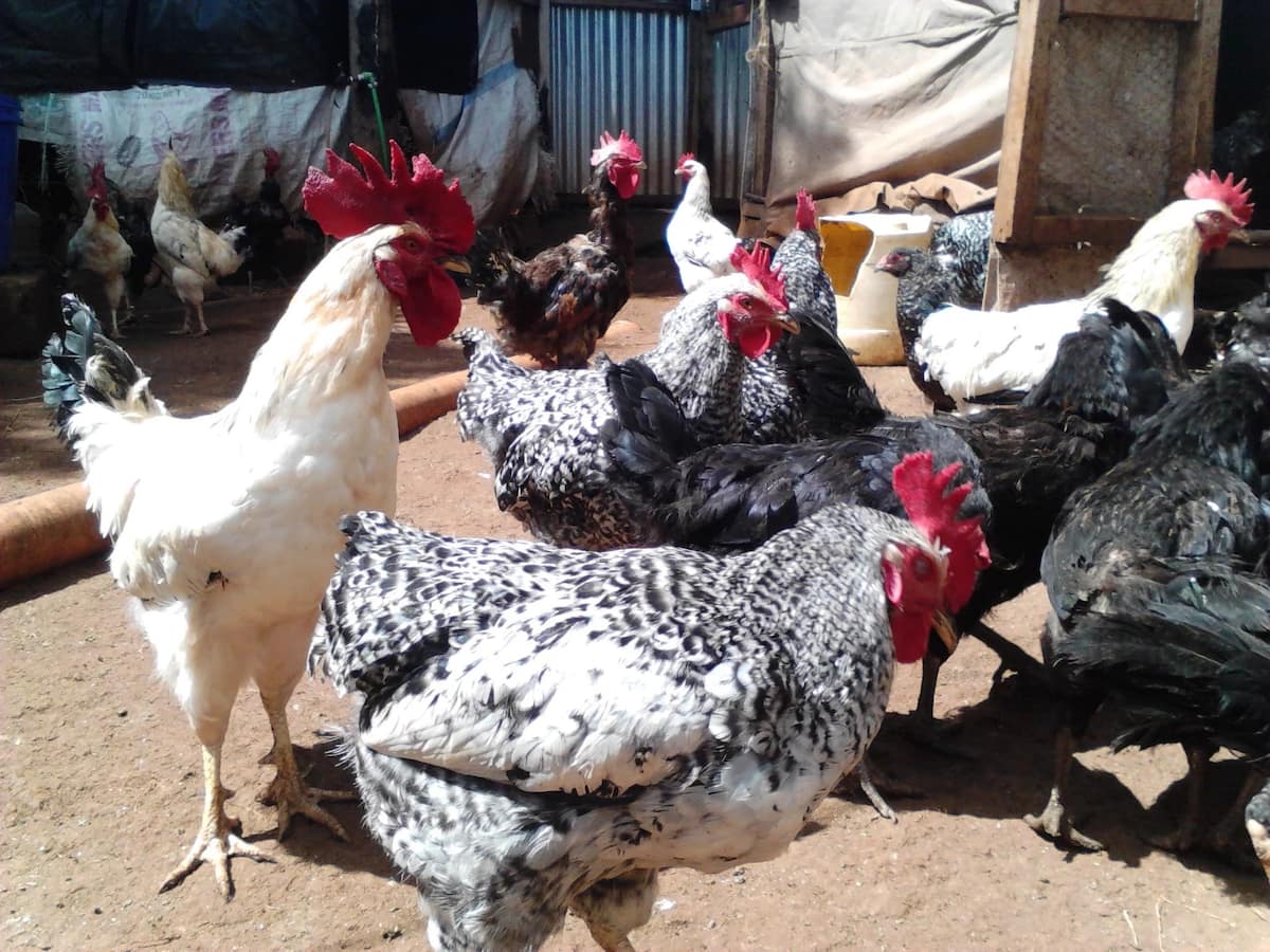 kari-improved-kienyeji-chicken-comprehensive-rearing-guide-tuko-co-ke