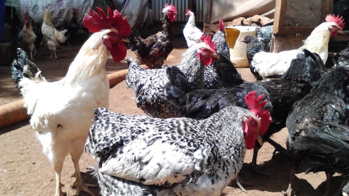 kienyeji-chicken-house-designs-in-kenya-tuko-co-ke