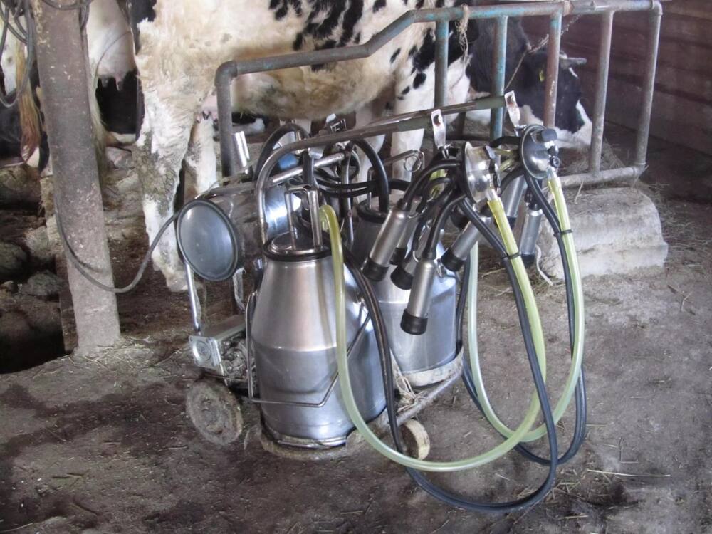Dairy farming in Kenya - Dairy cattle breeds