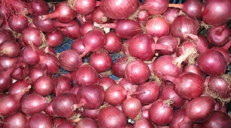 Bulb onion farming in Kenya