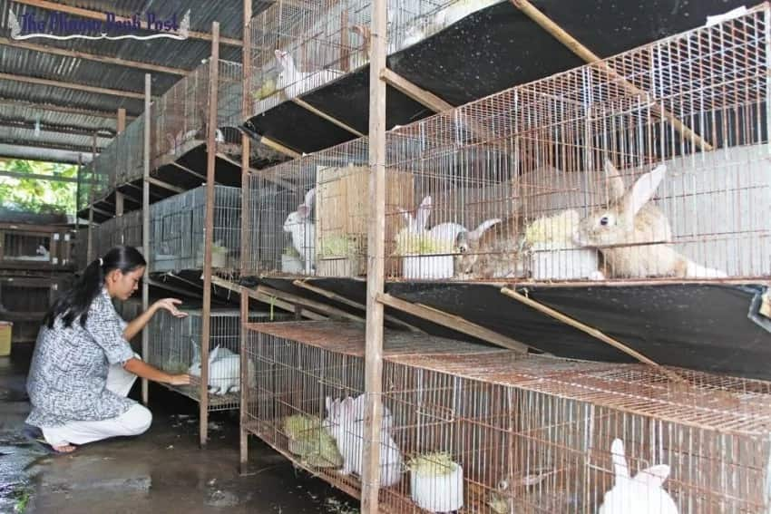 Rabbit farming market