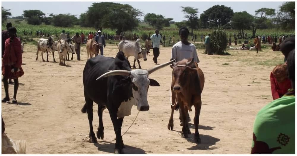 Nchi ya Uganda yafungua soko ambapo wanadada huchumibiwa kwa ngombe na mbuzi