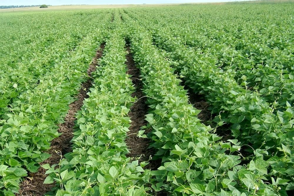 beans-farming-in-kenya-for-beginners-tuko-co-ke