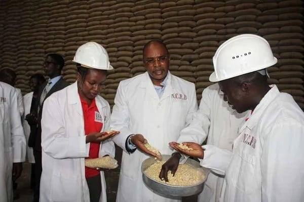 Maize worth KSh 11.5 billion rotting in National Cereals and Produce Board silos