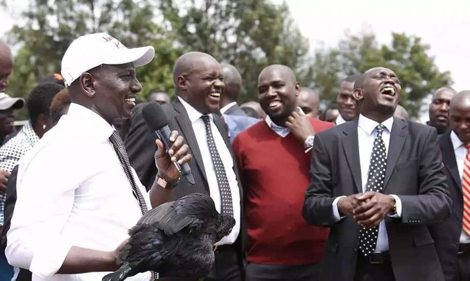 William Ruto goes back to his roots where he started as chicken seller, launches chicken auction