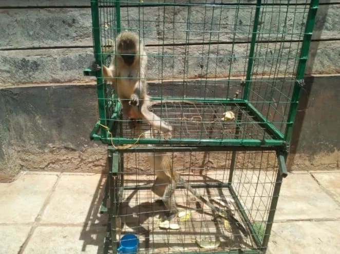 Murang'a county govt launches hunt for monkeys seducing women and girls
