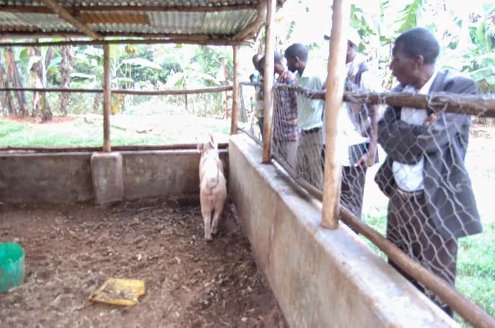 market for pigs in kenya