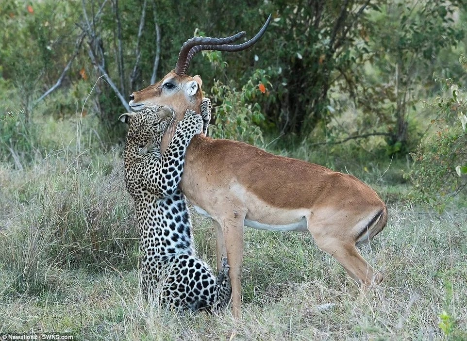 Kiss of death! See incredible moment leopard HUGS impala before sinking teeth in its neck (photos)