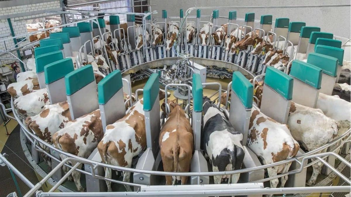 Problems facing dairy farming in Kenya
Tips on dairy farming in Kenya
Milk production in Kenya