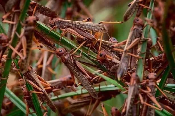 Scare as swarm of desert locusts invade Wajir, Mandera counties