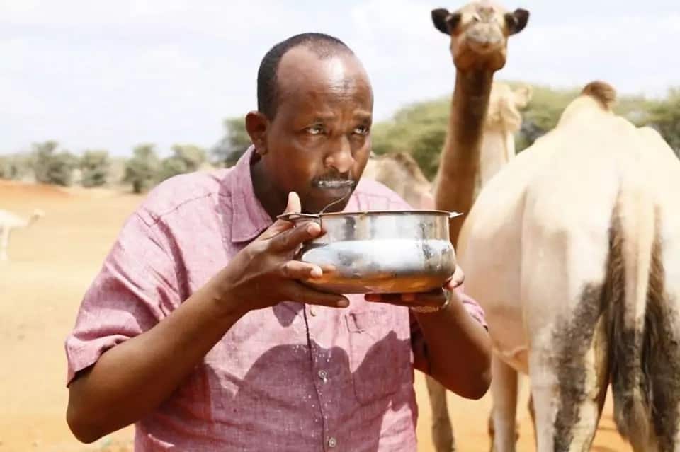 Aden Duale drinks milk straight from a camel