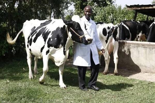 Dairy milk production in Kenya