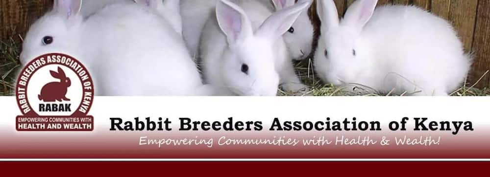 commercial rabbit farming