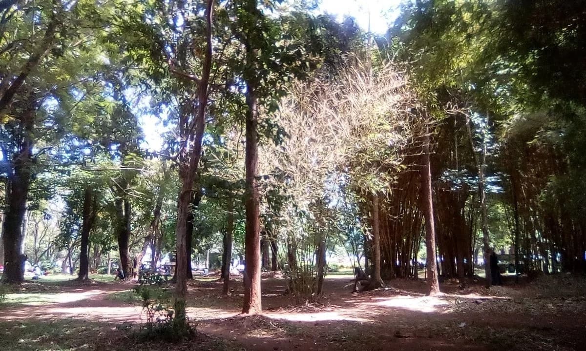 Muliro Gardens In Kakamega And Other