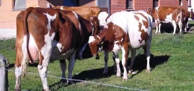 top dairy cow breeds