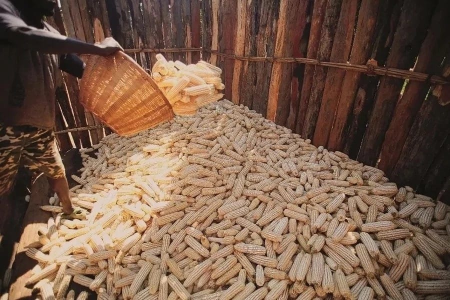 0.3 million bags of maize in Kisumu NCPD depo could be unfit for consumption - Agriculture CS