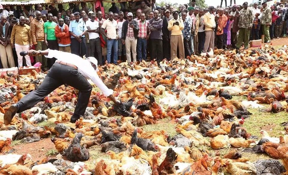 William Ruto goes back to his roots where he started as chicken seller, launches chicken auction