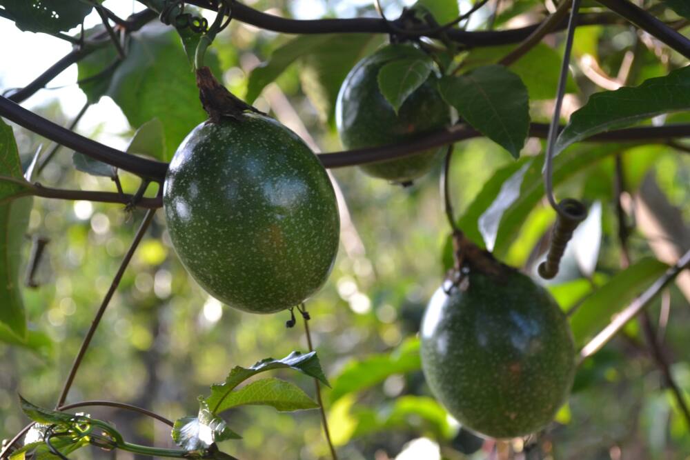 Passion Fruit Farming in Kenya: What You Need to Know