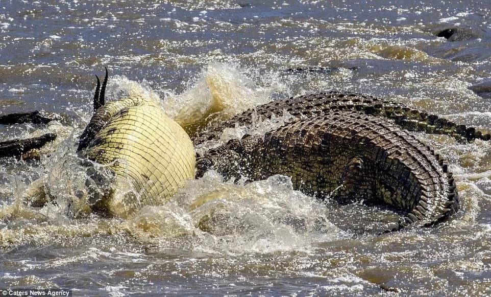 The river was full of crocodiles