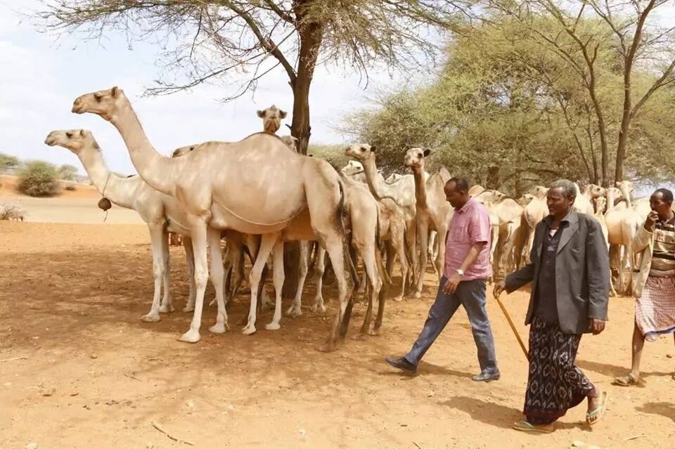 Aden Duale drinks milk straight from a camel