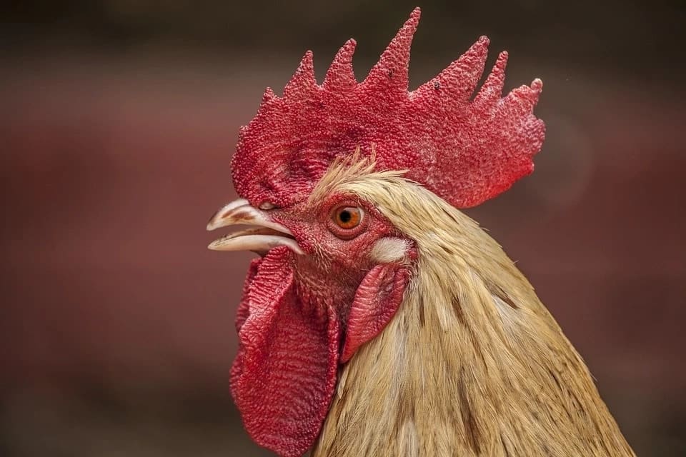 Center for Disease Control warns against kissing chicken
