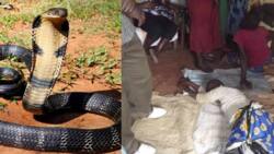 Murang'a sisters turn into 'snakes' in mysterious demonic attack