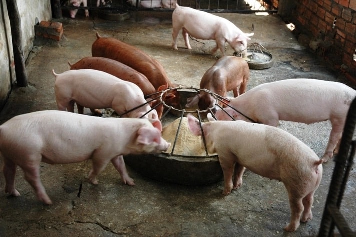 Business plan for pig farming in Kenya