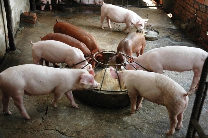 pig farming business plan kenya