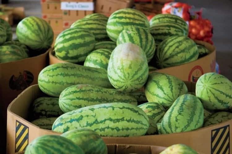 commercial watermelon farming in kenya, watermelon farming business in Kenya, watermelon farming in kenya 2018