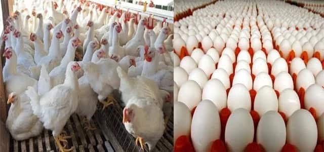 Image result for poultry farming