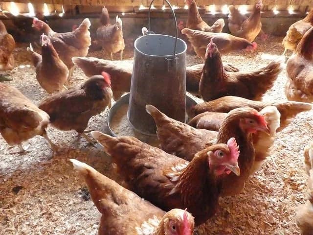 Poultry farming in Kenya 2018
