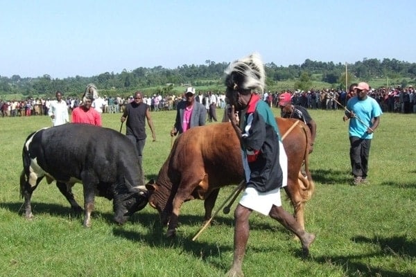 18 or 17? Controversy on total number of Luhya sub-tribes explained through Abanyala divisions