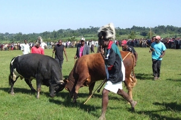 Luhya marriage: Dowry negotiations, code of conduct and bizarre beliefs