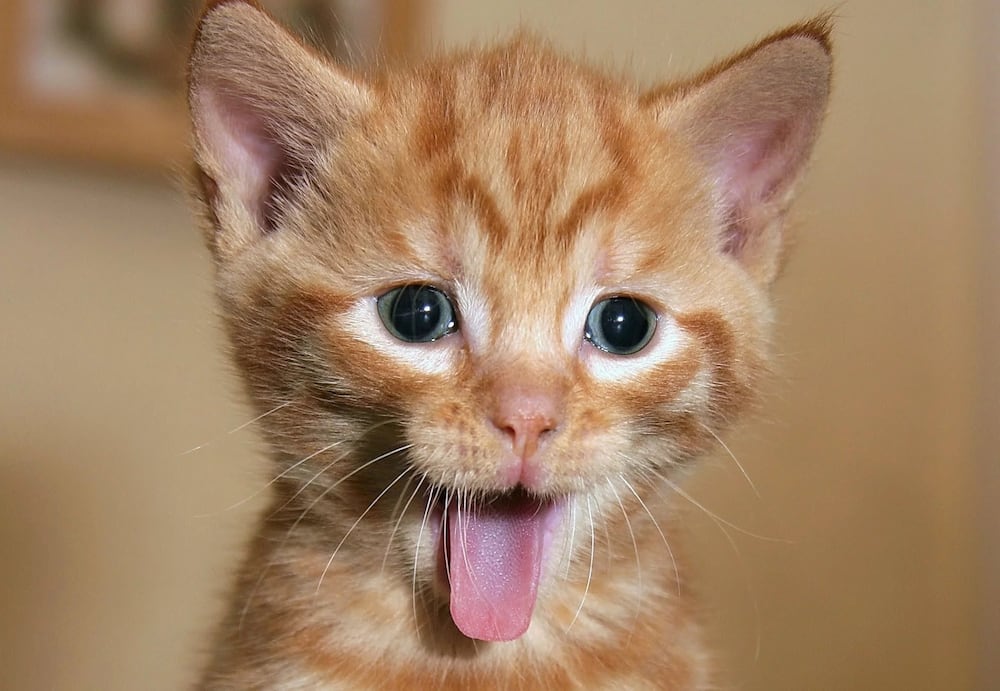 Download funny videos with these 5 amazing apps Download funny videos with these 5 amazing apps