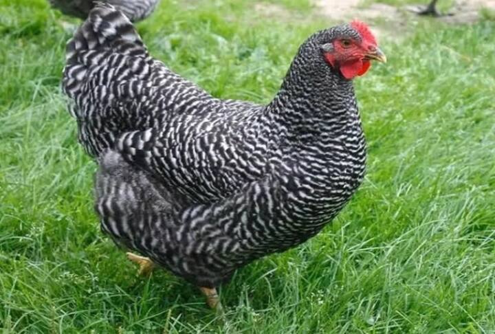 Top Kuroiler Chicken Suppliers in Kenya: Who Are the Best Sellers ...