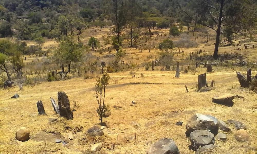 Viongozi Rift Valley wawanunulia wakimbizi wa msitu wa Mau hekari 24 ya shamba