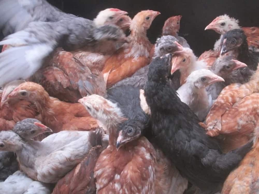 Top Kuroiler Chicken Suppliers in Kenya: Who Are the Best Sellers?