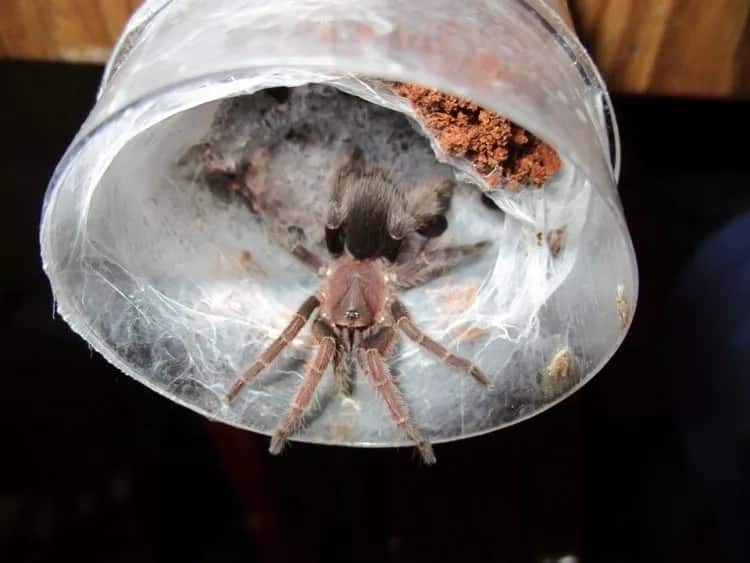 Spider-woman! Meet woman, 28, who lives with 1500 pet TARANTULAS (photos)