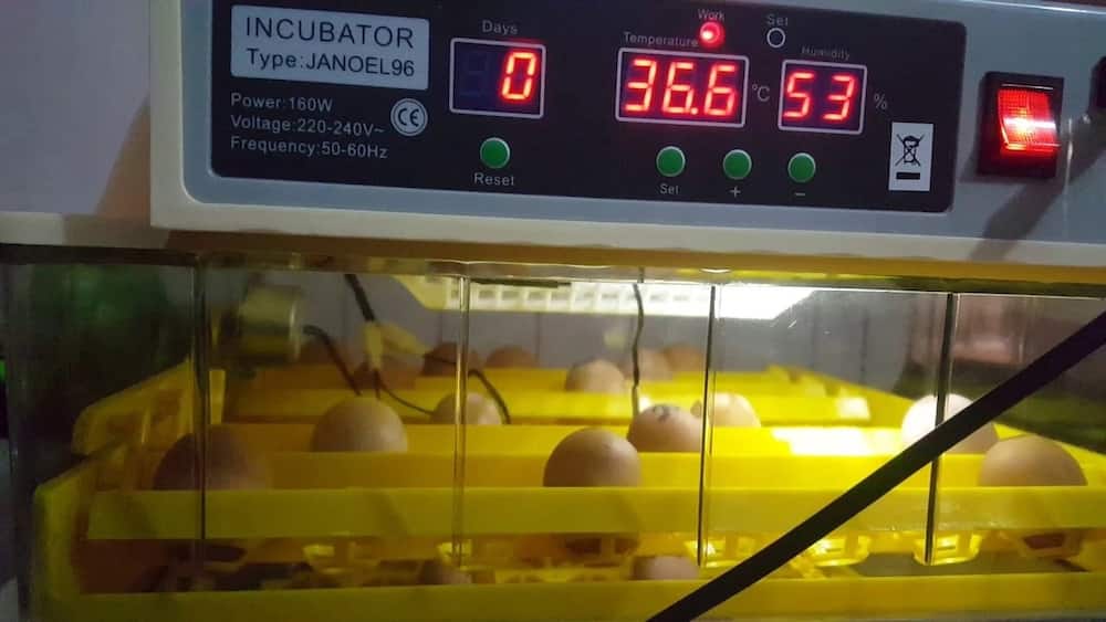 egg Incubators in Kenya