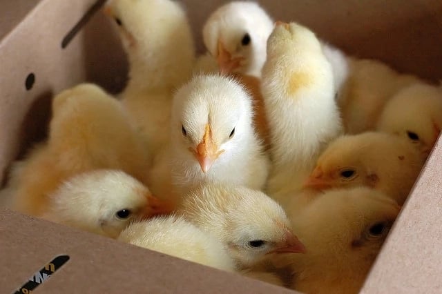 Commercial poultry farming in Kenya business plan