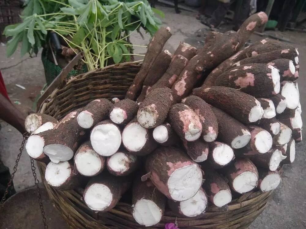 Cassava meal turns tragic for Busia family as one dies, 4 hospitalised