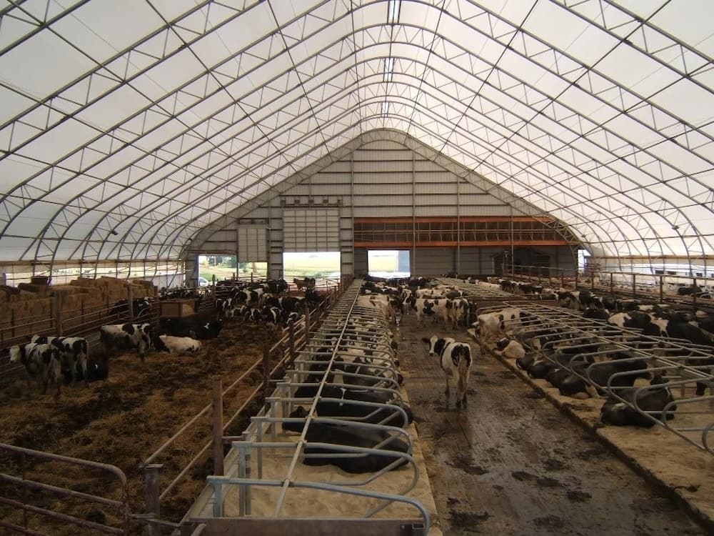 Dairy farm design and structure