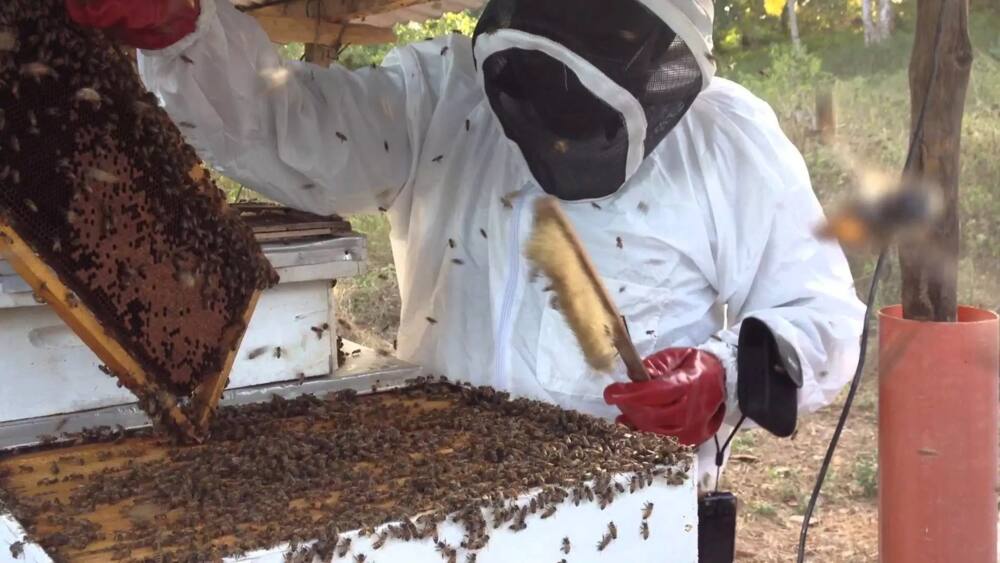 How to start bee keeping