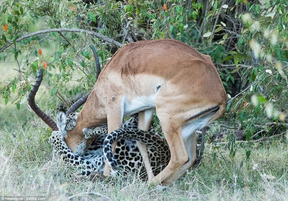 Kiss of death! See incredible moment leopard HUGS impala before sinking teeth in its neck (photos)