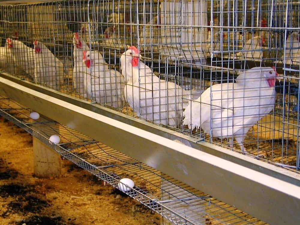 poultry keeping business plan in kenya