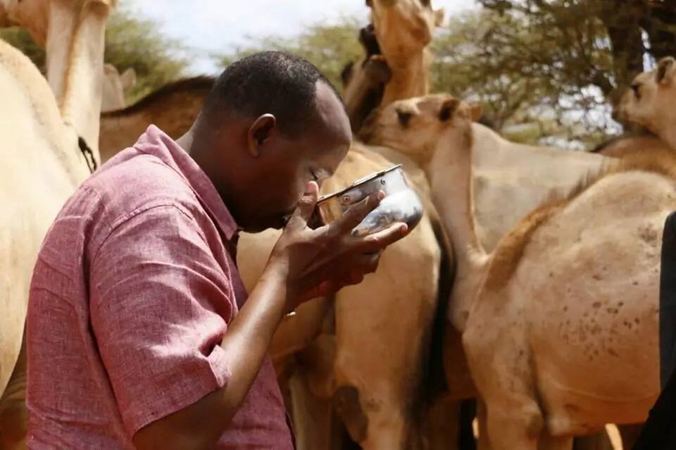 Aden Duale drinks milk straight from a camel