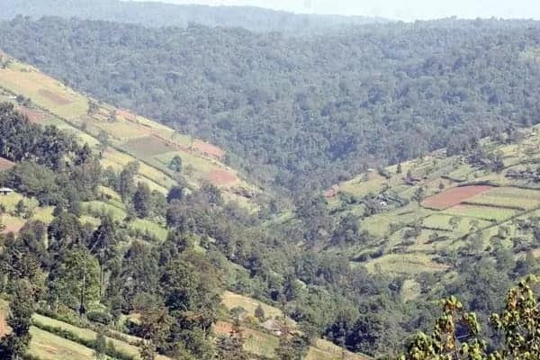 All you need to know about the divisive Mau Forest evictions and restoration